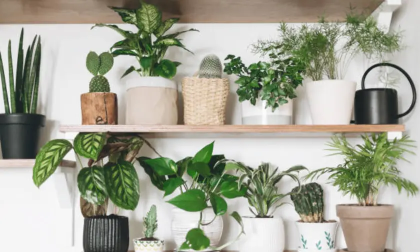 Choosing the Right Indoor Plants