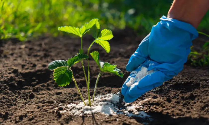 Feeding Your Plants