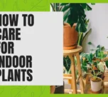 How to Care For Indoor Plants