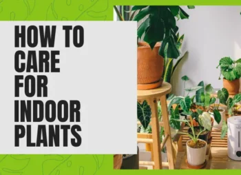 How to Care For Indoor Plants