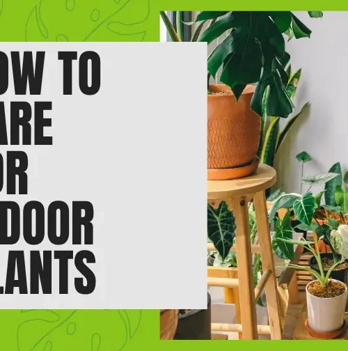 How to Care For Indoor Plants