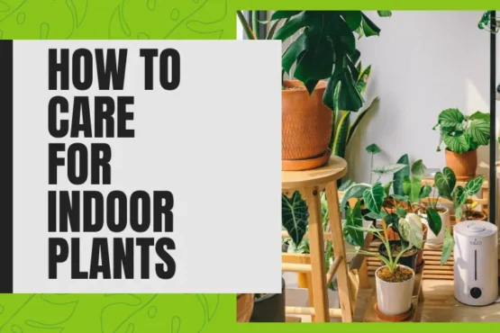 How to Care For Indoor Plants