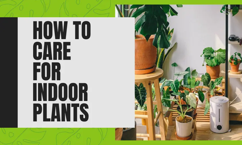 How to Care For Indoor Plants! (December 2024)