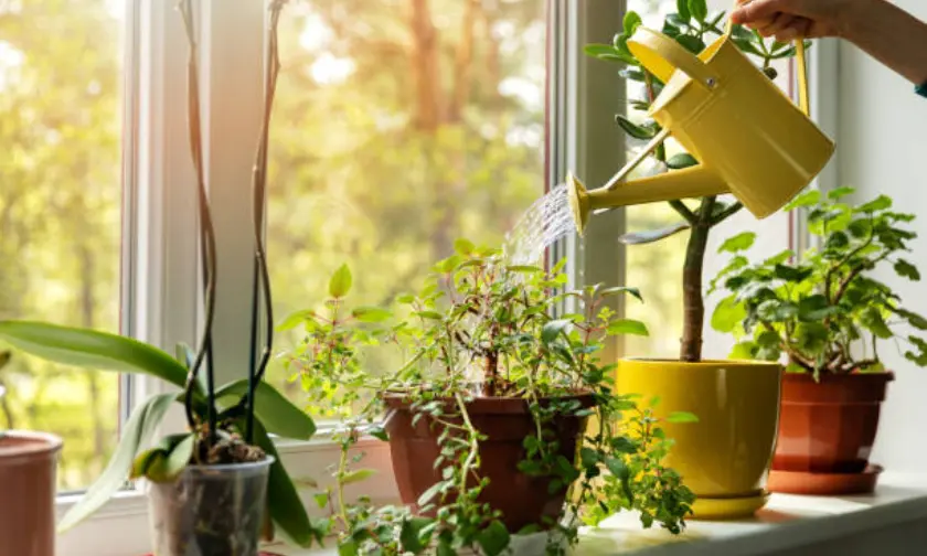 Watering Your Plants