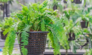 Boston Fern