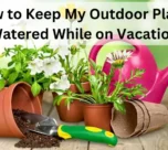 How to Keep My Outdoor Plants Watered While on Vacation