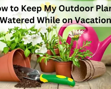 How to Keep My Outdoor Plants Watered While on Vacation