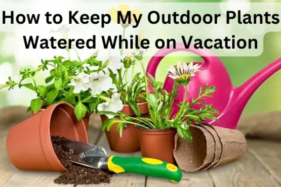 How to Keep My Outdoor Plants Watered While on Vacation