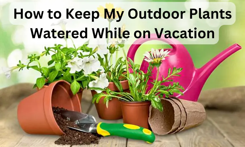 How to Keep My Outdoor Plants Watered While on Vacation! (December 2024)