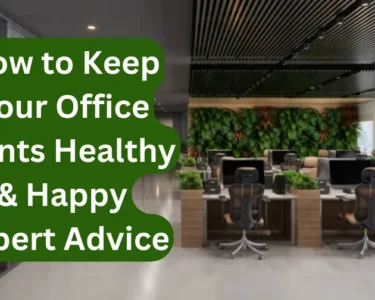 How to Keep Your Office Plants Healthy & Happy Expert Advice