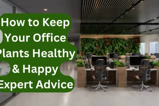 How to Keep Your Office Plants Healthy & Happy Expert Advice