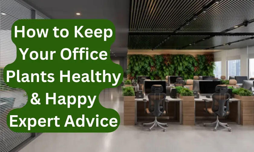 How to Care for Office Plants A Step-by-Step Guide for Success! (December 2024)