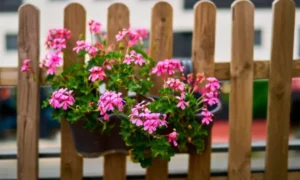 Ivy Geranium