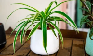 Spider Plant