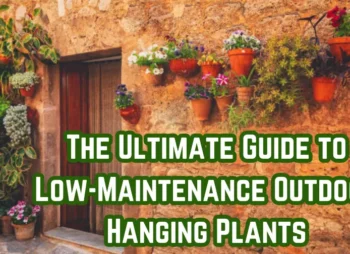 The Ultimate Guide to Low-Maintenance Outdoor Hanging Plants