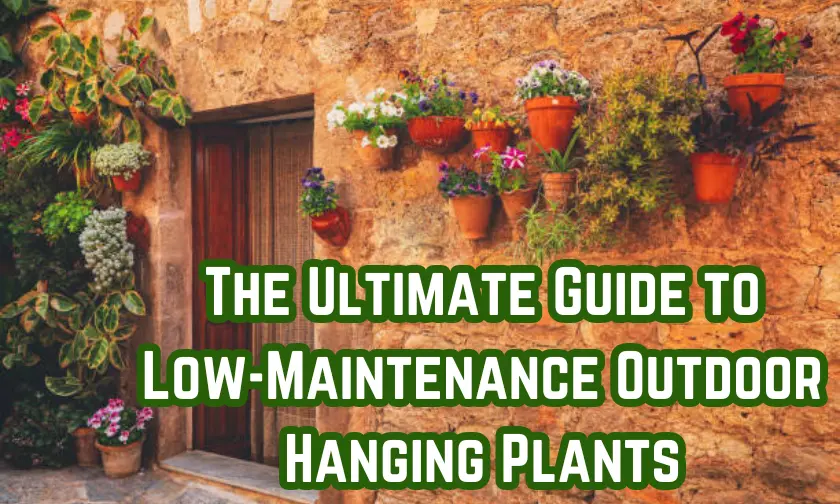 The Ultimate Guide to Low-Maintenance Outdoor Hanging Plants! (December 2024)