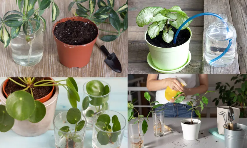 Using Self-Watering Planters